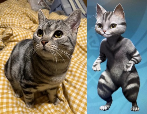 怪物猎人x怎么给猫